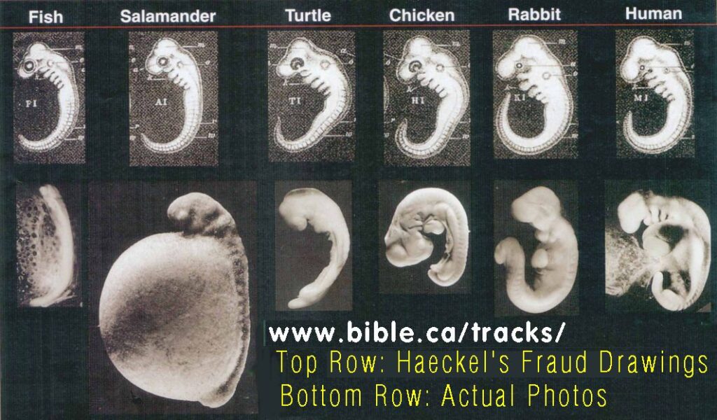 Richardson embryos - haeckel-truth-lie-embryology-photos-2151017492