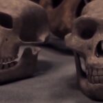 Australopithecus a neandertálec