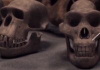 Australopithecus a neandertálec